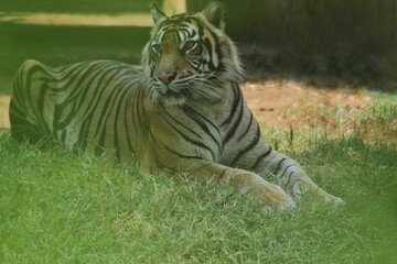 A Sumatran tiger resting in the grass during the day