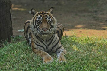 A Sumatran tiger resting in the grass during the day