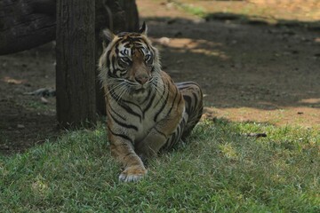 A Sumatran tiger resting in the grass during the day