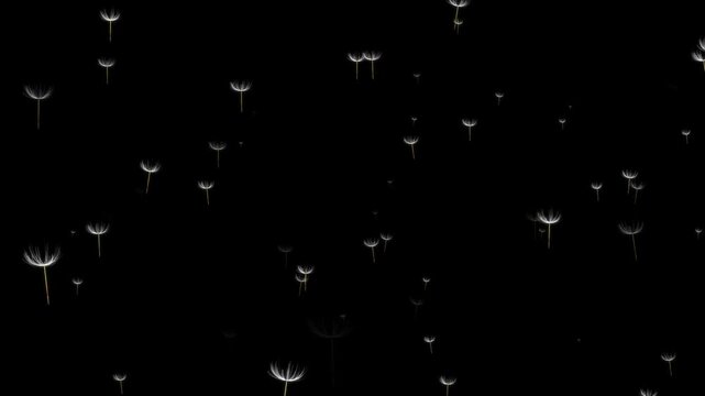 alpha Dandelion seeds flying all over the sky