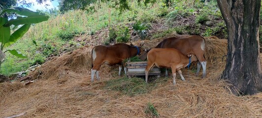 a cow family enjoying a meal in the granary