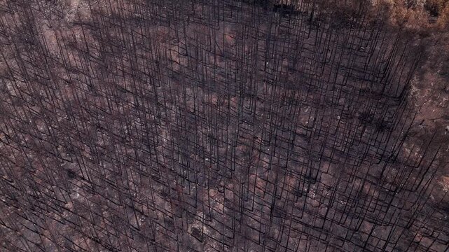 Burnt coniferous forest with charred trees view from above