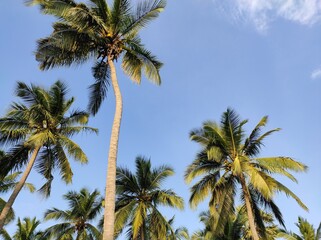 Coconut trees and blue sky