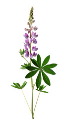 Obraz premium Violet lupine flower isolated on white background. Bunch of colorful lupines, spring flower.