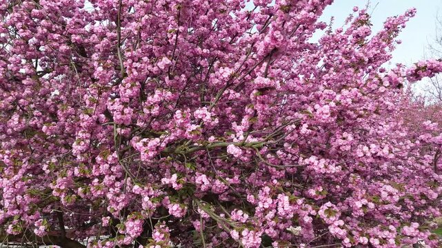 Bl&uuml;hende mandelb&auml;ume - Version 6