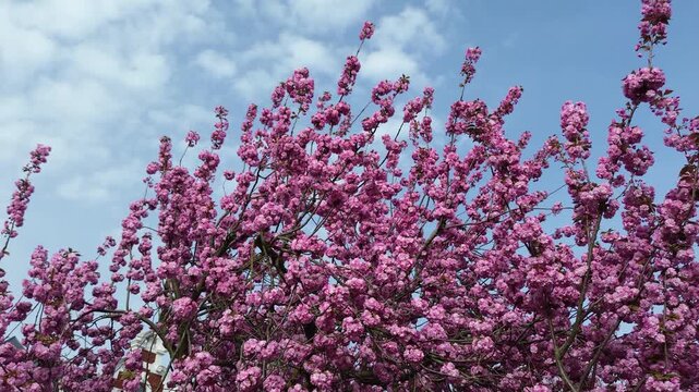 Bl&uuml;hende Mandelb&auml;ume - Version 4