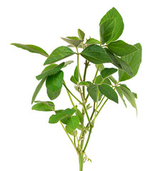 Green soybean bush isolated on white background. Soy bean plant.