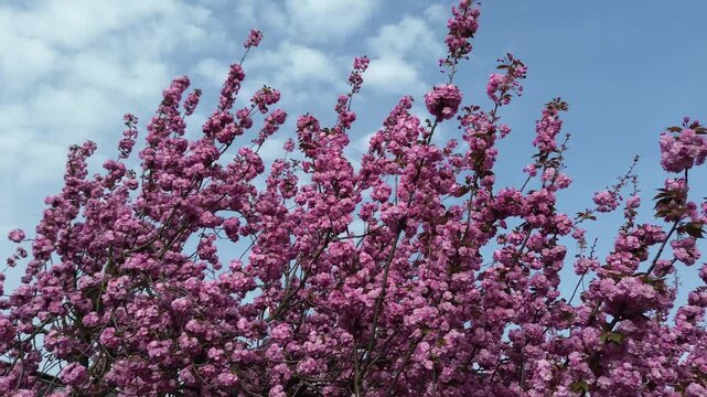 Bl&uuml;hende Mandelb&auml;ume - Version 3