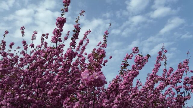 Bl&uuml;hende Mandelb&auml;ume - Version 2