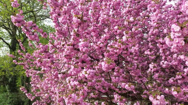Bl&uuml;hende Mandelb&auml;ume