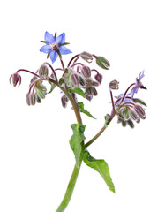 Borage flowers isolated on white background. Borago officinalis bush. Clipping path.