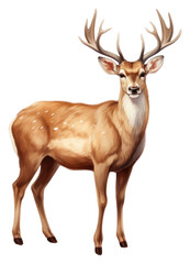 Fototapeta premium PNG Deer wildlife antler animal.
