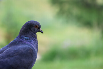 Indian Pigeon OR Rock Dove - The rock dove, rock pigeon, or common pigeon is a member of the bird family Columbidae.