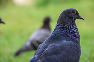 Indian Pigeon OR Rock Dove - The rock dove, rock pigeon, or common pigeon is a member of the bird family Columbidae.