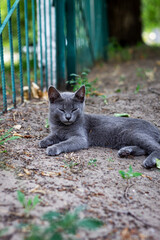 A young gray cat lies on the ground on a sunny summer day