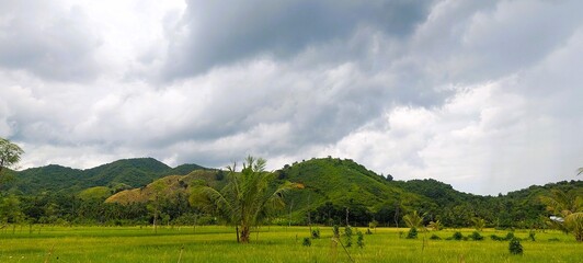 Naklejka premium landscape of green hills and green rice fields in the countryside