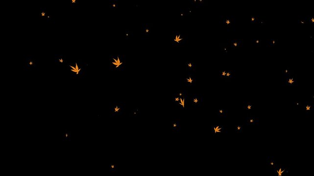 alpha Maple leaves falling in the wind