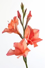 A delicate lily blooms, radiating freshness and romantic charm.