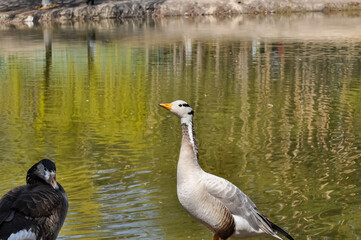 Mountain geese near the city lake