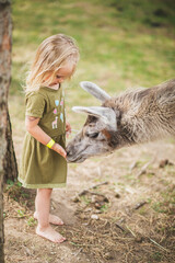 little girl feeding lama © Iveta