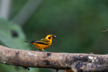 Fototapeta premium Golden tanager (Tangara arthus) eating a seed in the forest of Mindo, Ecuador
