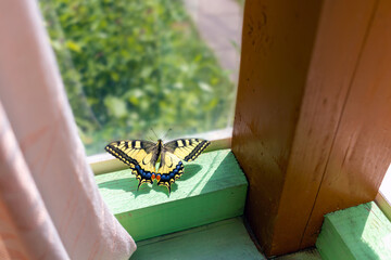 Papilio machaon butterfly on terrace by window of summer cottage. Golden cage