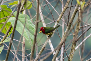 Red-headed barbet (Eubucco bourcierii) in the forest of Mindo, Ecuador