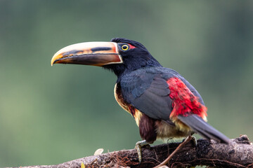 closeup Fiery-billed Aracari Toucan (Pteroglossus frantzii) in the Jungle of Mindo, Ecuador