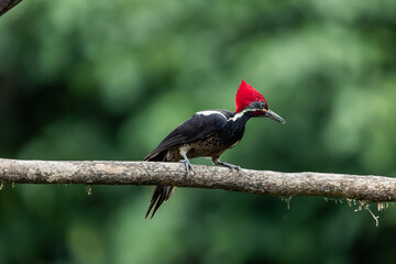 Lined Woodpecker (Dryocopus lineatus) in the forest of Mindo, Ecuador