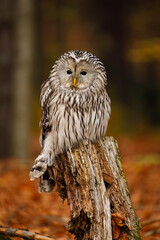 Owl in autumn. Ural owl, Strix uralensis, perched on mossy rotten stump in colorful beech forest. Beautiful grey owl in orange leaves. Fall in wildlife nature. Nocturnal bird of prey in habitat.