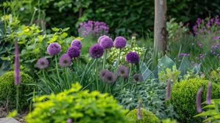 Obraz premium Allium aflatunense in an attractive garden display
