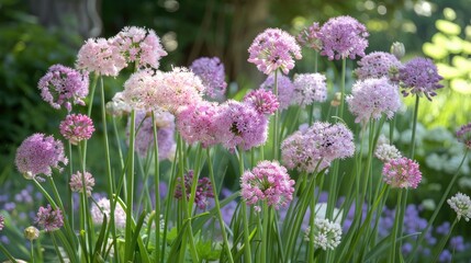 Obraz premium Allium plants