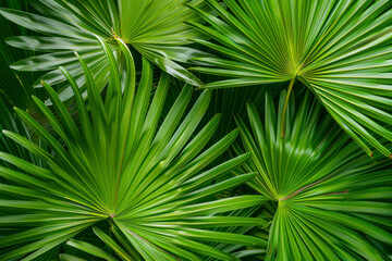 Palm leaves dark green background.