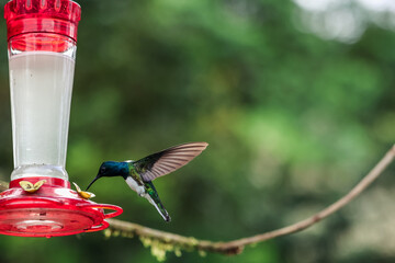 copyspace Hummingbird feeding from a feeder placed by locals in the forest of Mindo, Ecuador