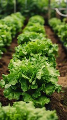 Crystalclear image of lush green lettuce rows in a stateoftheart greenhouse, vibrant colors and intricate textures, hyperrealistic photography