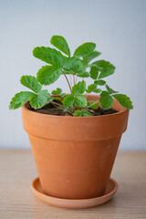 Healthy strawberry plant growing in a terracotta pot, perfect for indoor gardening and home decor enthusiasts. 