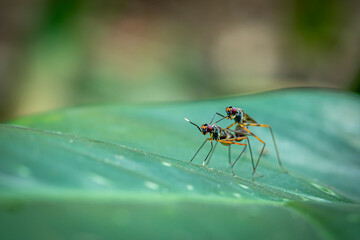 Micropezidae, winged ants mating on green leaves