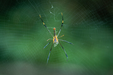 Nephila pilipes is on a spider web, waiting for prey
