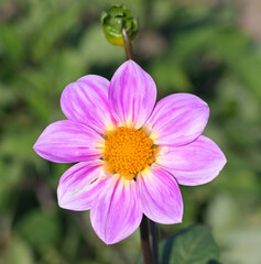 Beautiful close-up of a single-flowered dahlia