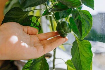 Close-up of woman hand gently holding a green bell pepper on a thriving plant indoors, showcasing urban gardening. 