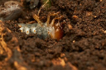 a giant larva in the ground