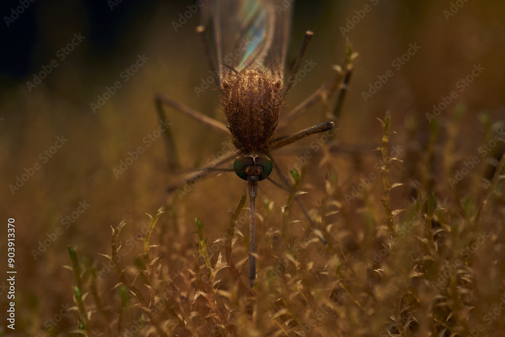 Wall mural details of a mosquito perched on vegetation