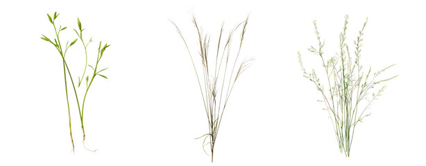 set of grass dry and green cut out background