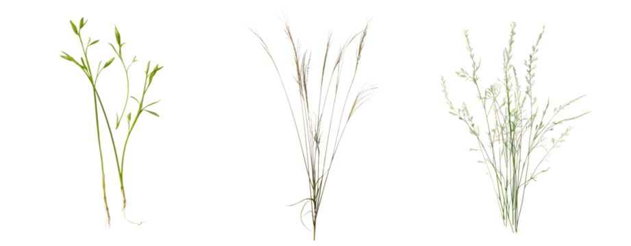 set of grass dry and green cut out background