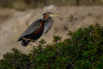 Purple heron // Purpurreiher  (Ardea purpurea) - Milos, Greece