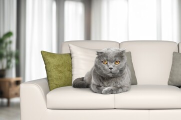 Cute domestic cat on sofa in room.
