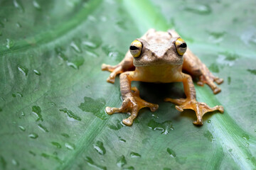 Rhacophorus margaritifer or Java flying frog on leaves, 
Javan flying frog on a leaf, Indonesian tree frog