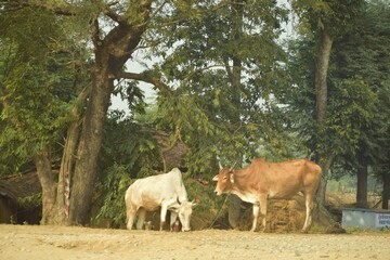 Fototapeta premium cows grazing in a field