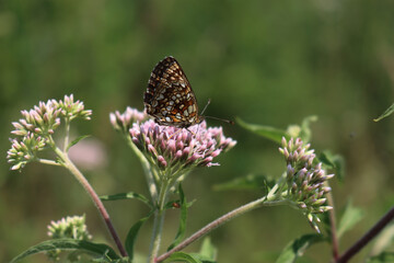 Orange and white butterfly on pink flowers of Hemp-agrimony. Eupatorium cannabinum plant in bloom with Melitaea diamina 