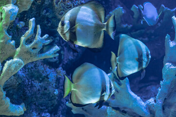 Wild exotic beautiful fish swimming in the aquarium